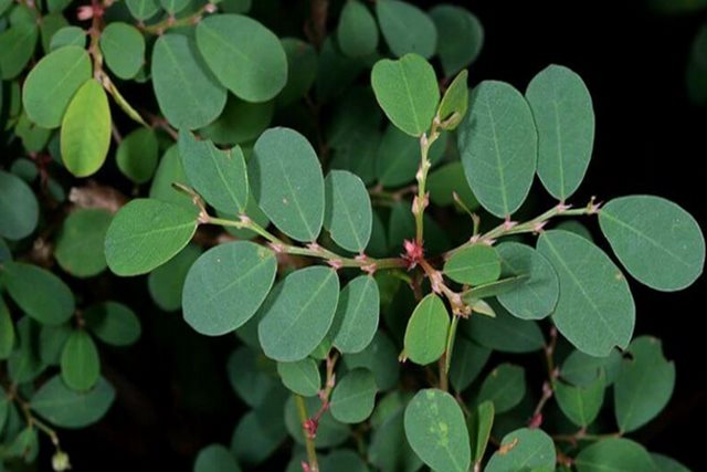 4 bài thuốc chữa bệnh từ lá cây phèn đen